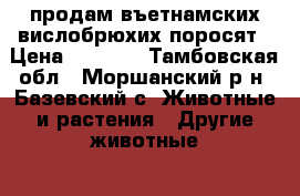 продам въетнамских вислобрюхих поросят › Цена ­ 2 000 - Тамбовская обл., Моршанский р-н, Базевский с. Животные и растения » Другие животные   . Тамбовская обл.